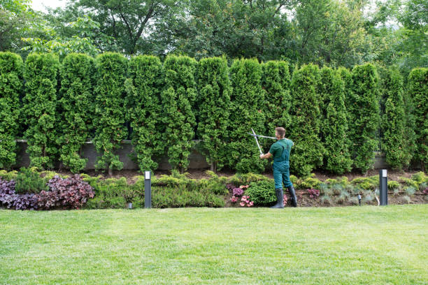 How Our Tree Care Process Works  in  Country Clu, FL