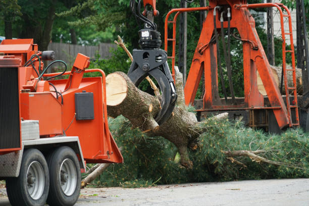 Best Tree Trimming and Pruning  in Country Clu, FL
